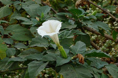 Datura innoxia